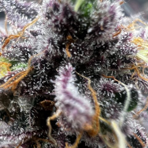 Blue Sunset Sherbet  growlog timeline photo