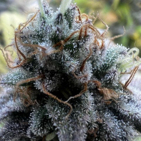 Blue Sunset Sherbet  growlog timeline photo