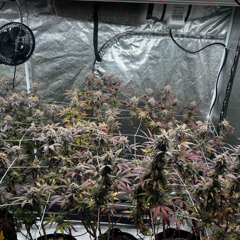 Blue Sunset Sherbet  growlog timeline photo