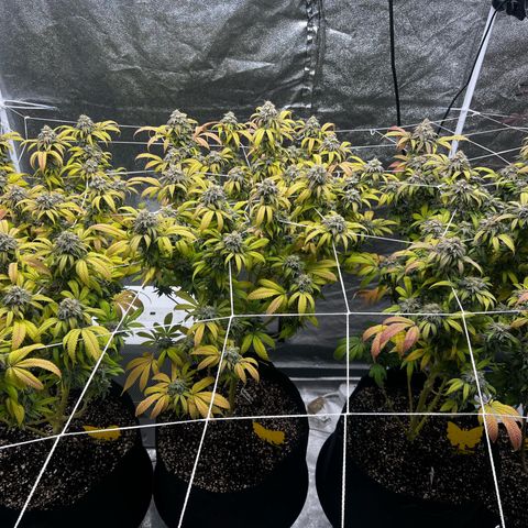 Blue Sunset Sherbet  growlog timeline photo