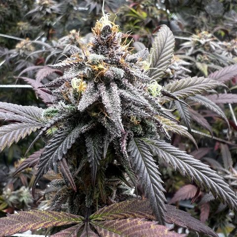 Blue Sunset Sherbet  growlog timeline photo