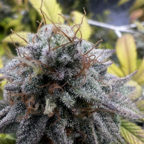 Blue Sunset Sherbet  growlog timeline photo