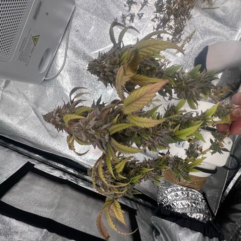 Blue Sunset Sherbet  growlog timeline photo