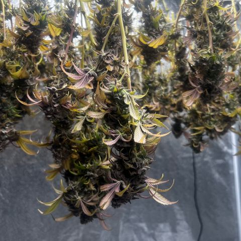 Blue Sunset Sherbet  growlog timeline photo