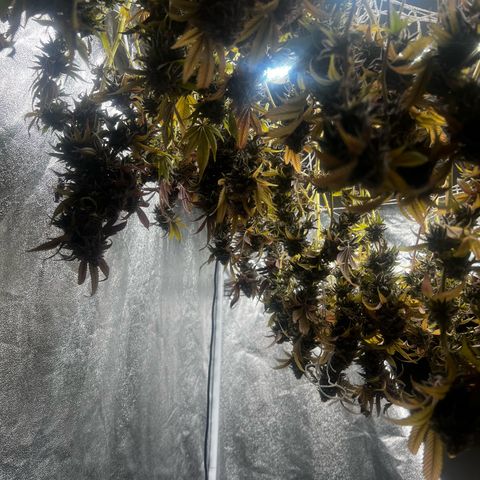 Blue Sunset Sherbet  growlog timeline photo