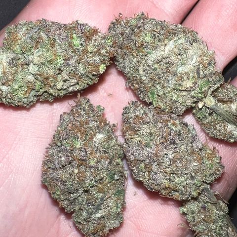 Blue Sunset Sherbet  growlog timeline photo