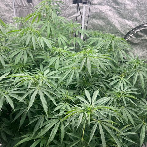 Wildfire growlog timeline photo