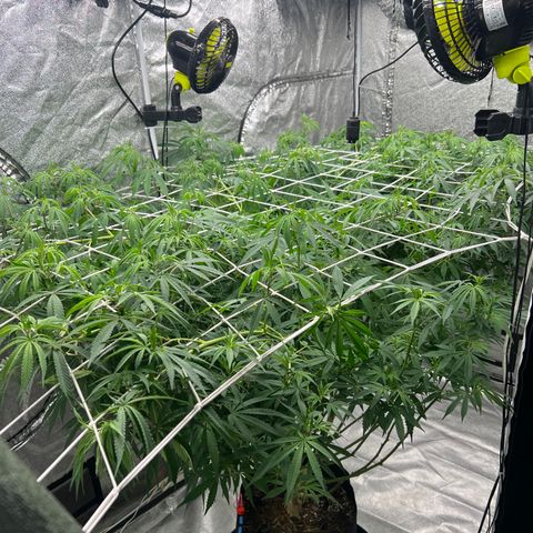 Wildfire growlog timeline photo