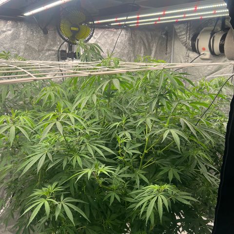 Wildfire growlog timeline photo