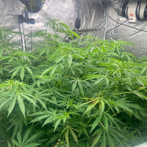 Wildfire growlog timeline photo