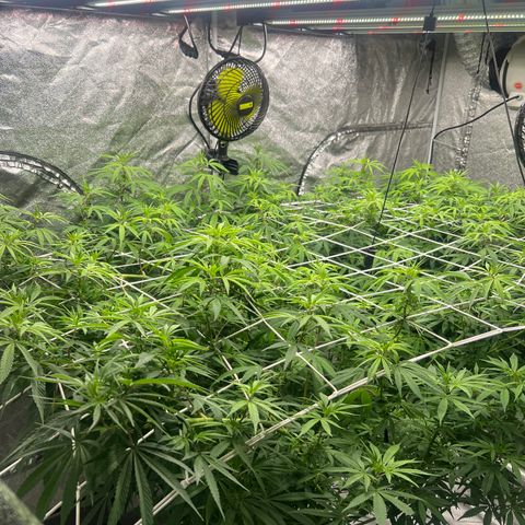 Wildfire growlog timeline photo