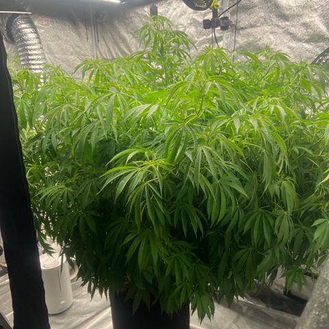 Wildfire growlog timeline photo