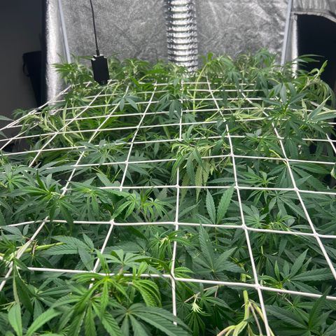 Wildfire growlog timeline photo
