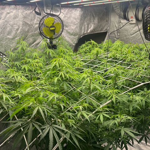 Wildfire growlog timeline photo