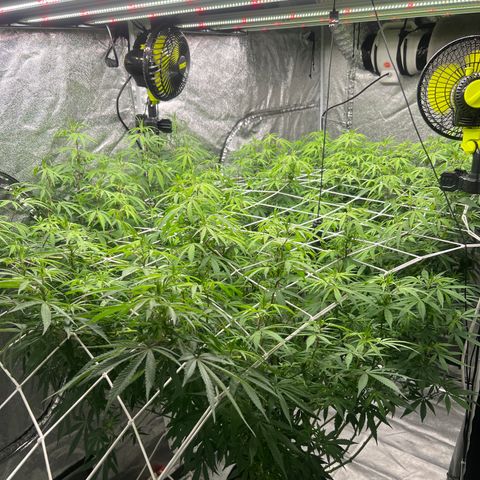 Wildfire growlog timeline photo