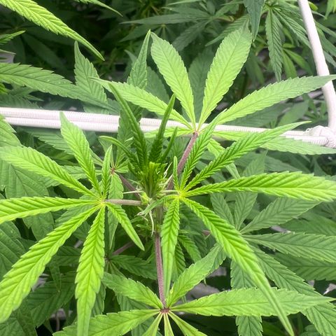 Wildfire growlog timeline photo