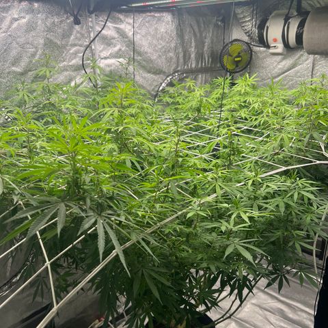 Wildfire growlog timeline photo