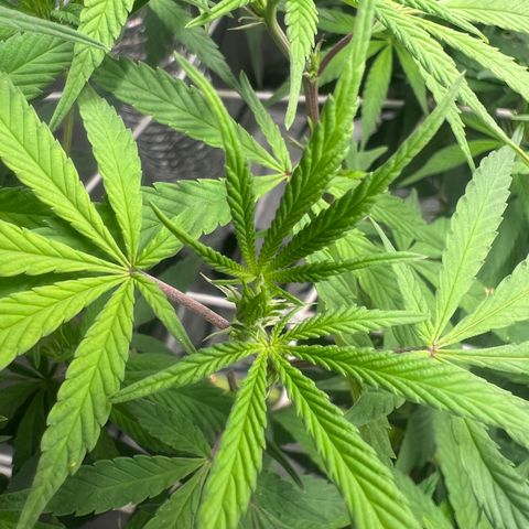 Wildfire growlog timeline photo