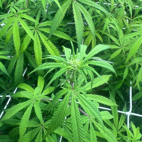 Wildfire growlog timeline photo