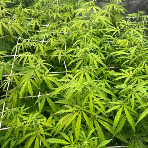 Wildfire growlog timeline photo
