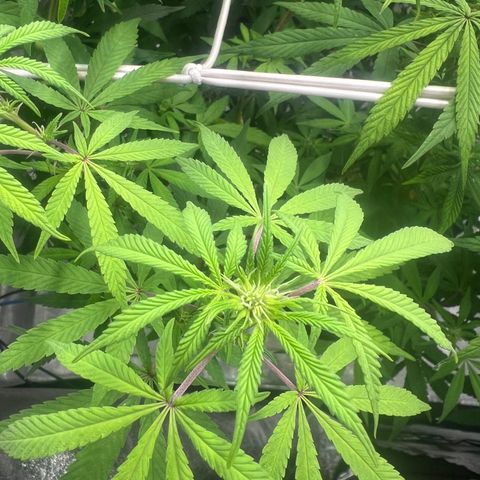 Wildfire growlog timeline photo