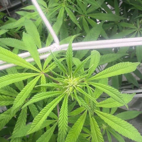 Wildfire growlog timeline photo