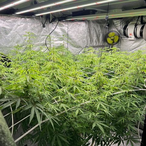 Wildfire growlog timeline photo