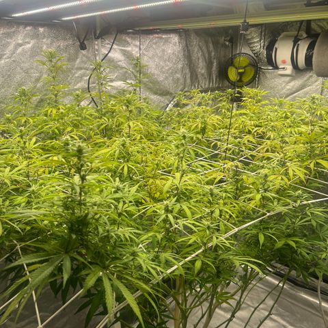 Wildfire growlog timeline photo