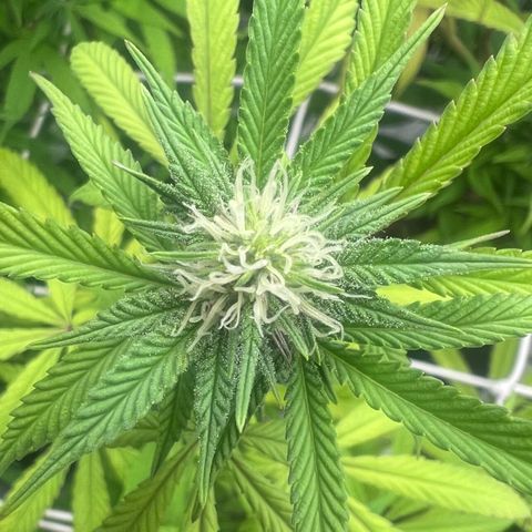 Wildfire growlog timeline photo
