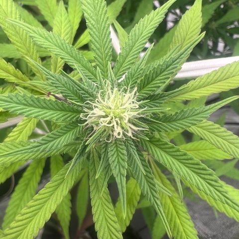 Wildfire growlog timeline photo