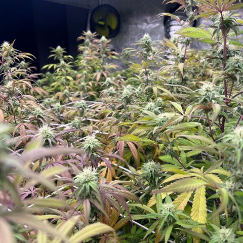 Wildfire growlog timeline photo