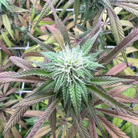 Wildfire growlog timeline photo