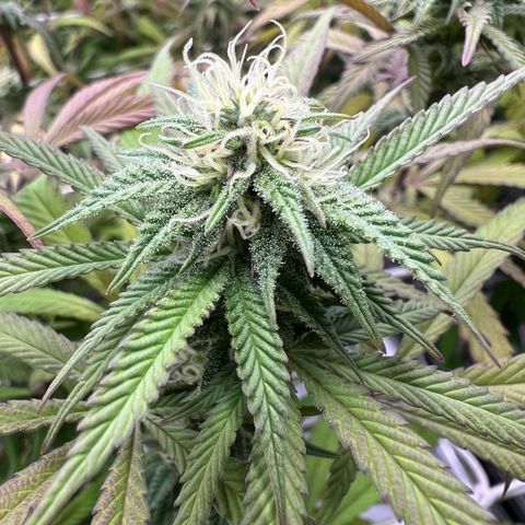 Wildfire growlog timeline photo