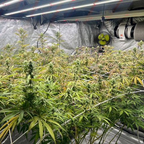 Wildfire growlog timeline photo
