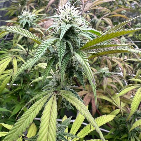 Wildfire growlog timeline photo