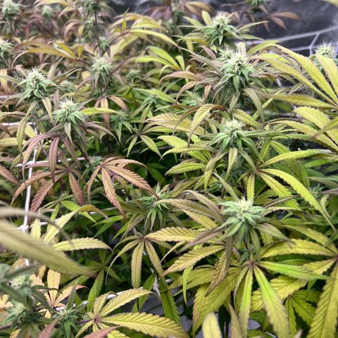 Wildfire growlog timeline photo