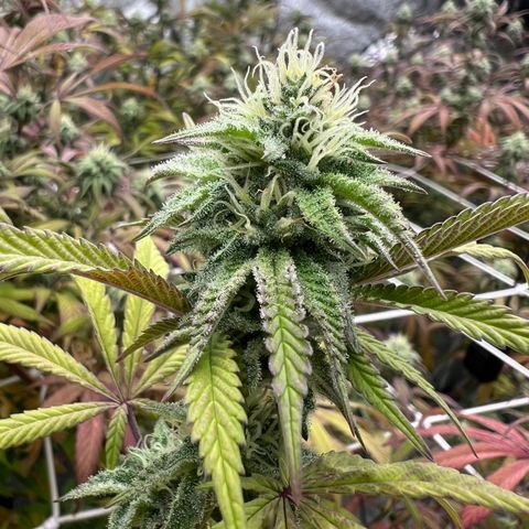 Wildfire growlog timeline photo