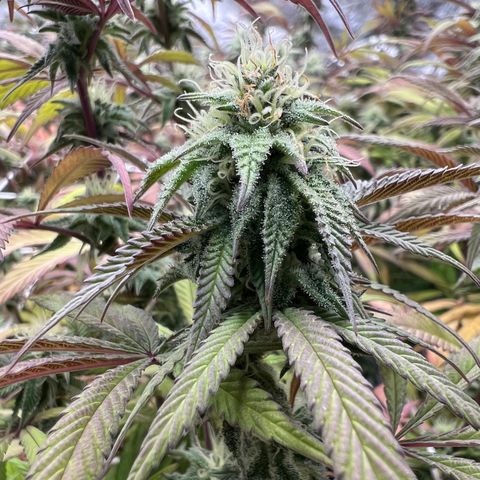 Wildfire growlog timeline photo