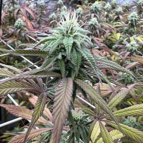 Wildfire growlog timeline photo