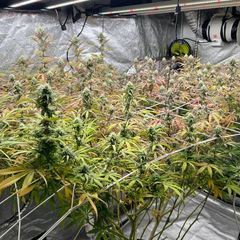 Wildfire growlog timeline photo