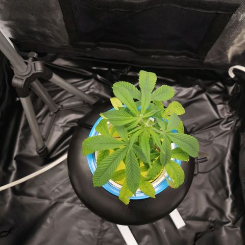 Tauri 28 growlog timeline photo