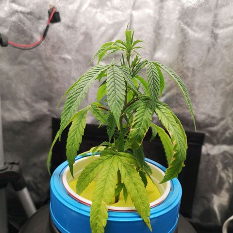 Tauri 28 growlog timeline photo