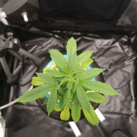 Tauri 28 growlog timeline photo