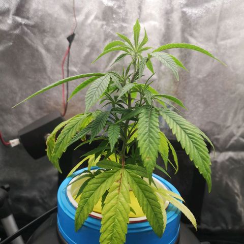 Tauri 28 growlog timeline photo
