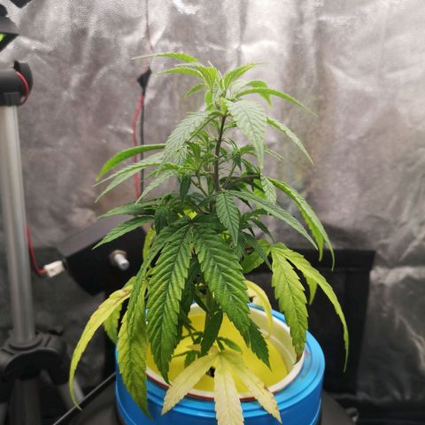 Tauri 28 growlog timeline photo