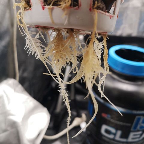 Tauri 28 growlog timeline photo
