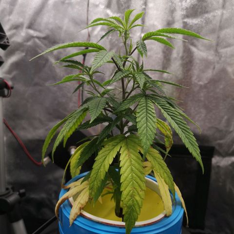 Tauri 28 growlog timeline photo