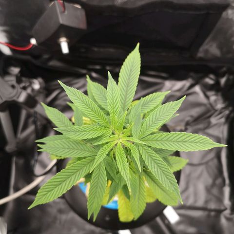 Tauri 28 growlog timeline photo