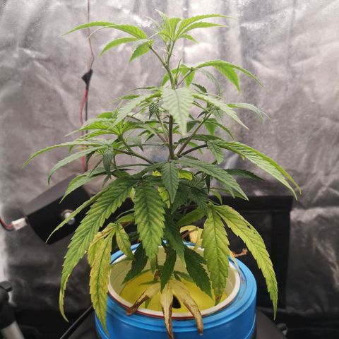 Tauri 28 growlog timeline photo