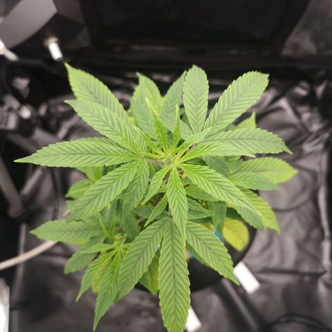 Tauri 28 growlog timeline photo